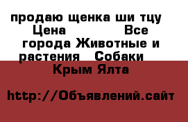 продаю щенка ши-тцу › Цена ­ 10 000 - Все города Животные и растения » Собаки   . Крым,Ялта